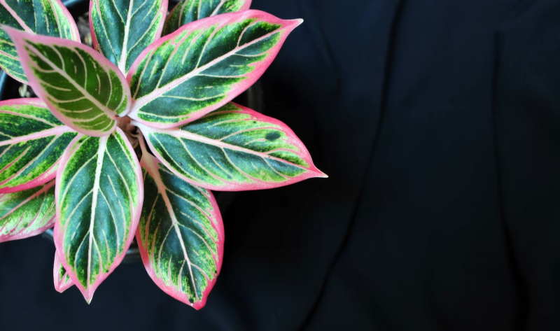 Aglaonema (Aglaonema Schott)