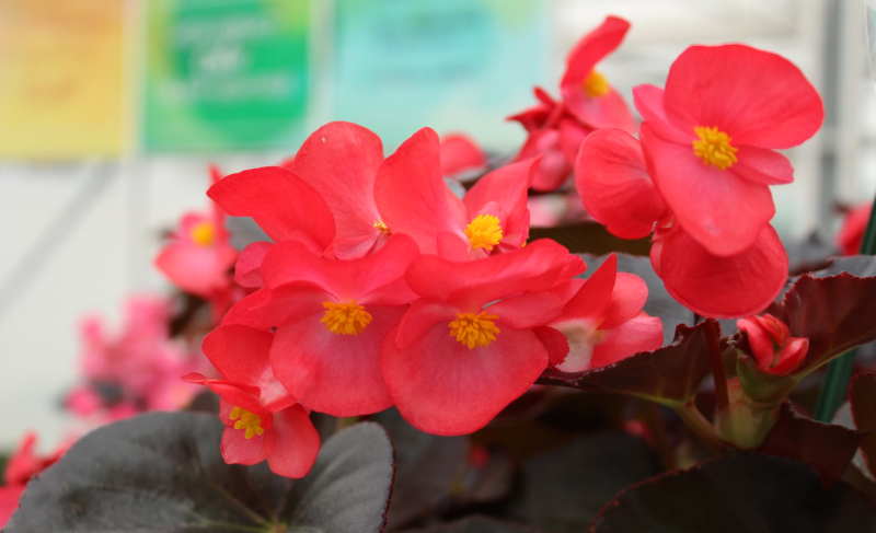 Begonie (Begonia semperflorens)