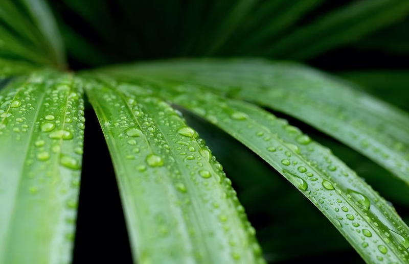 Gewöhnliche Himbeere (Rhapis excelsa)