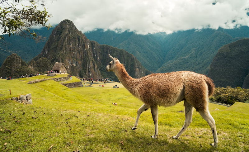 Flora und Fauna von Peru